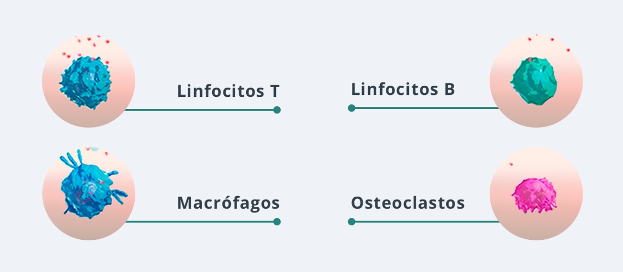 Linfocitos y Macrófagos