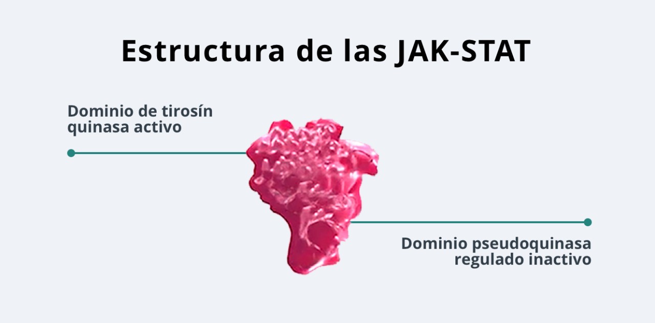 Estructura de las JAK-STAT