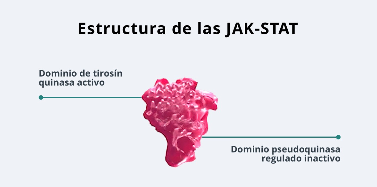 Estructura de las JAK-STAT